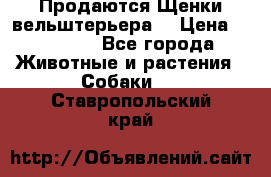 Продаются Щенки вельштерьера  › Цена ­ 27 000 - Все города Животные и растения » Собаки   . Ставропольский край